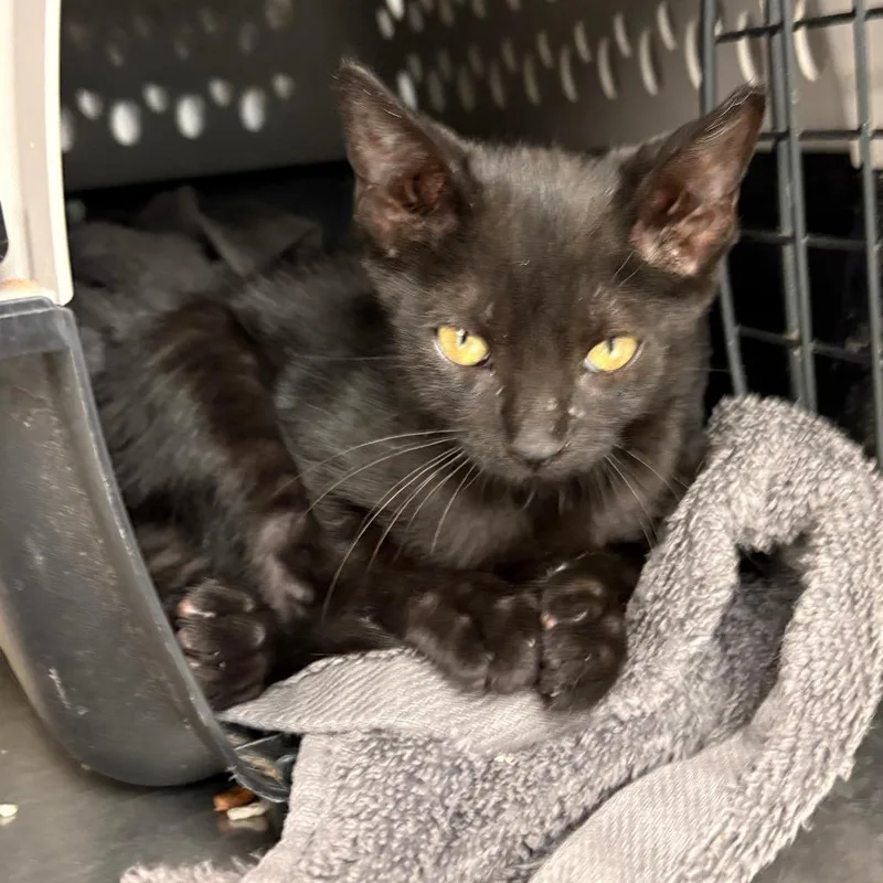 A baby small-sized male Black Domestic Short Hair cat named Tequila for adoption in Royse City, TX