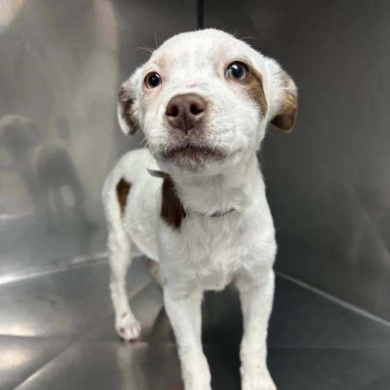 A baby medium-sized male White / Cream Australian Shepherd dog named Sparky for adoption in Alexandria, VA