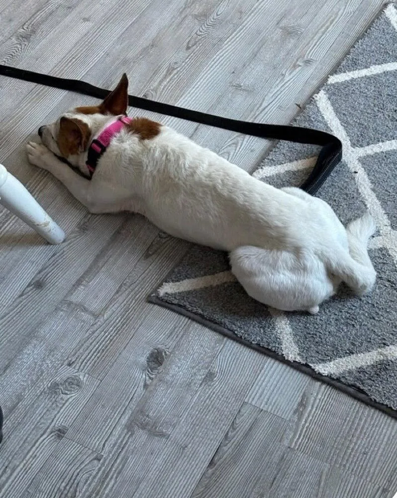 A young medium-sized female Chihuahua dog named Boddi for adoption in Columbia, TN