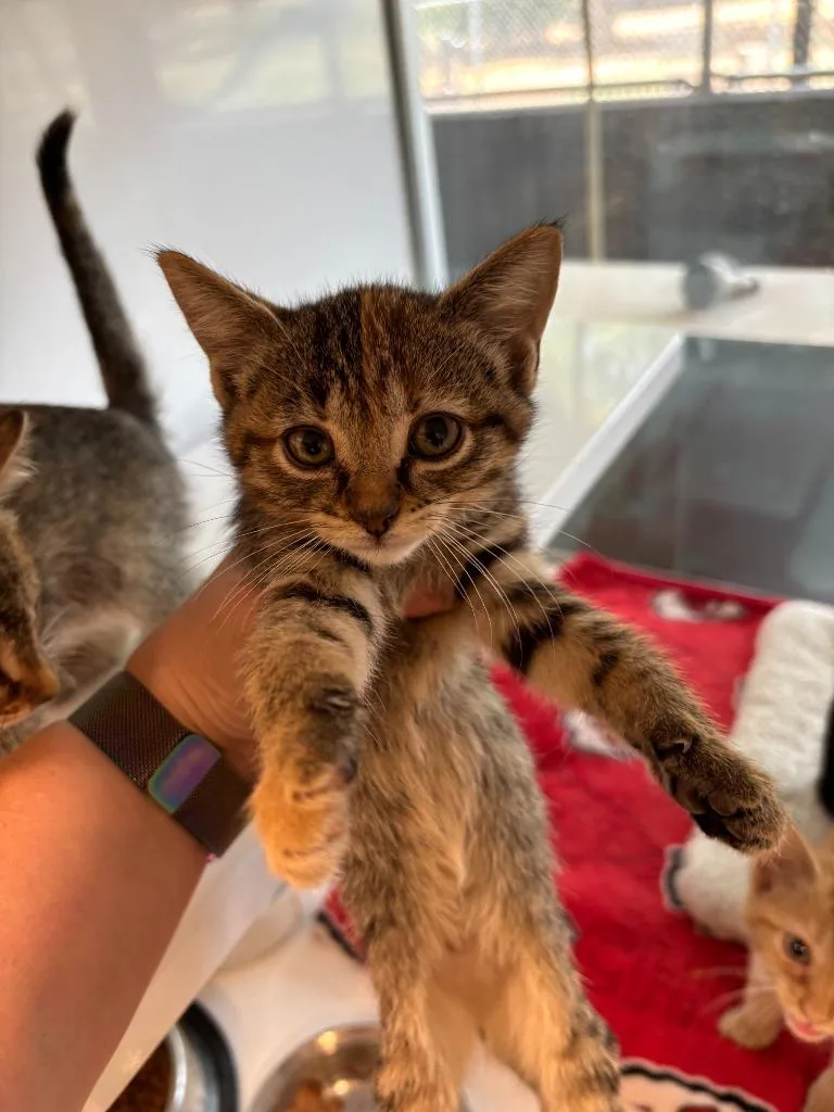 A baby medium-sized female Domestic Short Hair cat named Holiday Inn for adoption in Mustang, OK