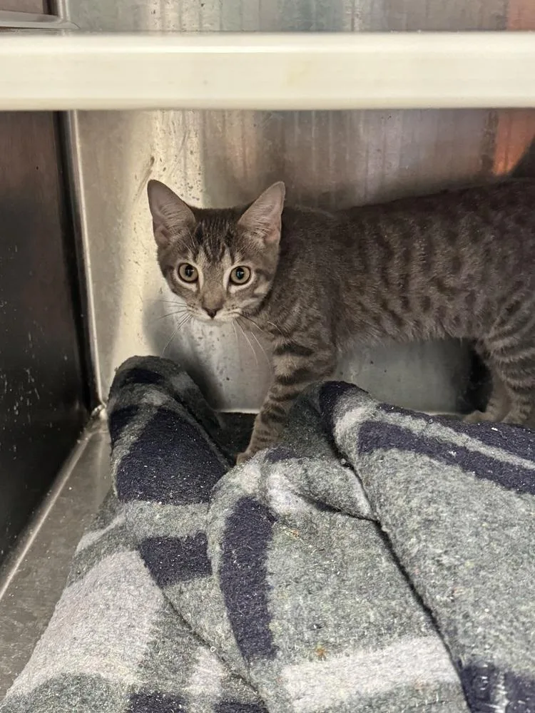 A baby small-sized female Domestic Short Hair cat named Monday MD for adoption in Fort Walton Beach, FL