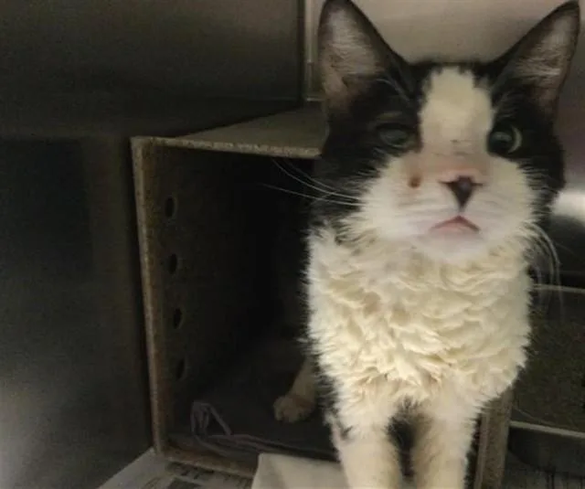 An adult small-sized male Domestic Short Hair cat named Hiro for adoption in Thousand Palms, CA