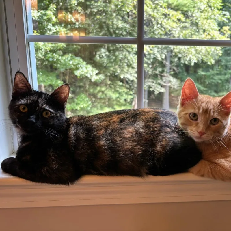 A young small-sized male Orange / Red Domestic Short Hair cat named Hardy for adoption in Hopkinton, MA