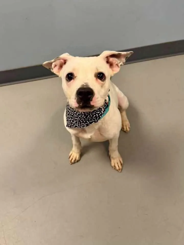 A young small-sized male Terrier dog named Trout for adoption in Zanesville, OH