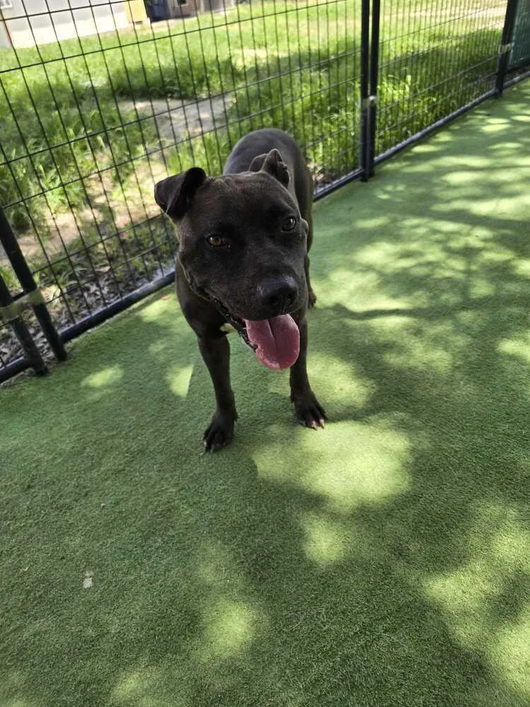 An adult medium-sized male Black American Bulldog dog named Shaggy for adoption in Lakeland, FL