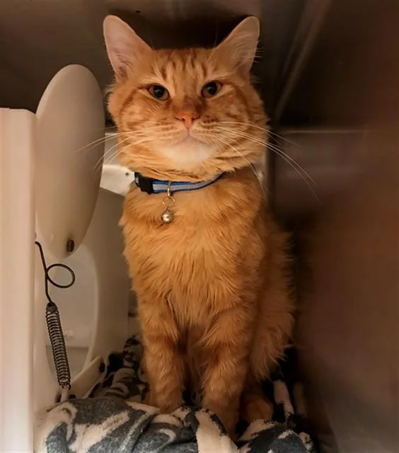 An adult medium-sized male Domestic Medium Hair cat named Oliver for adoption in Rancho Cucamonga, CA