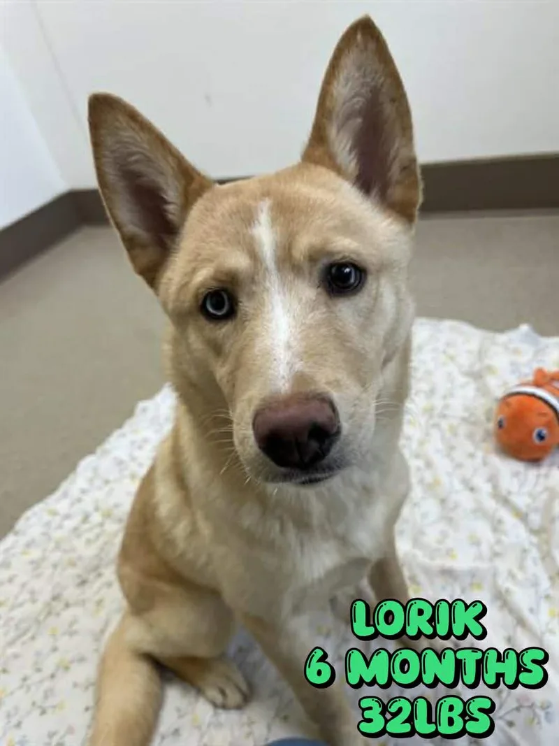 A young medium-sized male Husky dog named Lorik for adoption in Holbrook, NY