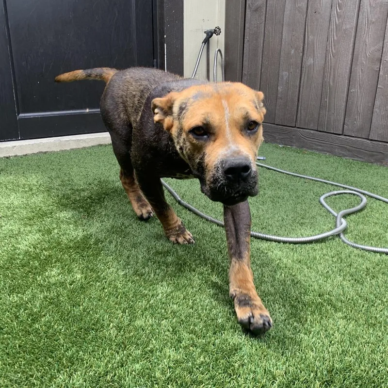 An adult medium-sized female Brown / Chocolate Mixed Breed dog named Iris for adoption in LOXAHATCHEE, FL
