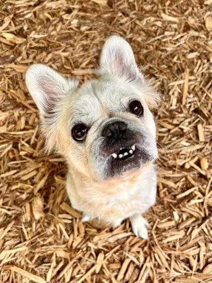 An adult medium-sized female French Bulldog dog named Polly Pocket for adoption in Cumming, GA