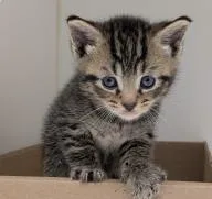 A baby small-sized male Domestic Short Hair cat named Cake Pop for adoption in Washington, DC