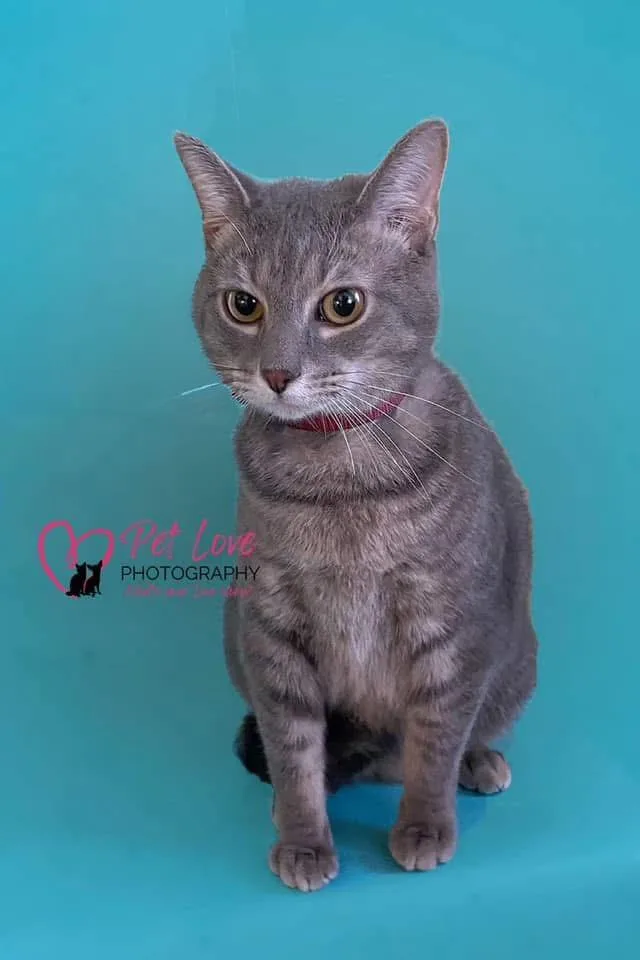 An adult medium-sized male Tabby (Gray / Blue / Silver) Domestic Short Hair cat named Fritz for adoption in Covington, KY