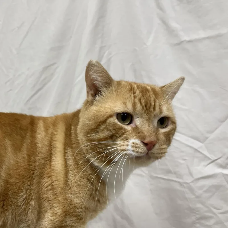 An adult large-sized male Orange / Red Domestic Short Hair cat named Magma for adoption in Lyndhurst, VA