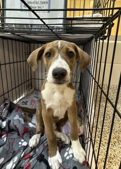 A young small-sized male Mixed Breed dog named Totter for adoption in Aiken, SC