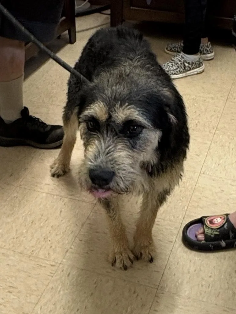 An adult medium-sized male Black Terrier dog named Sprocket for adoption in Cairo, GA