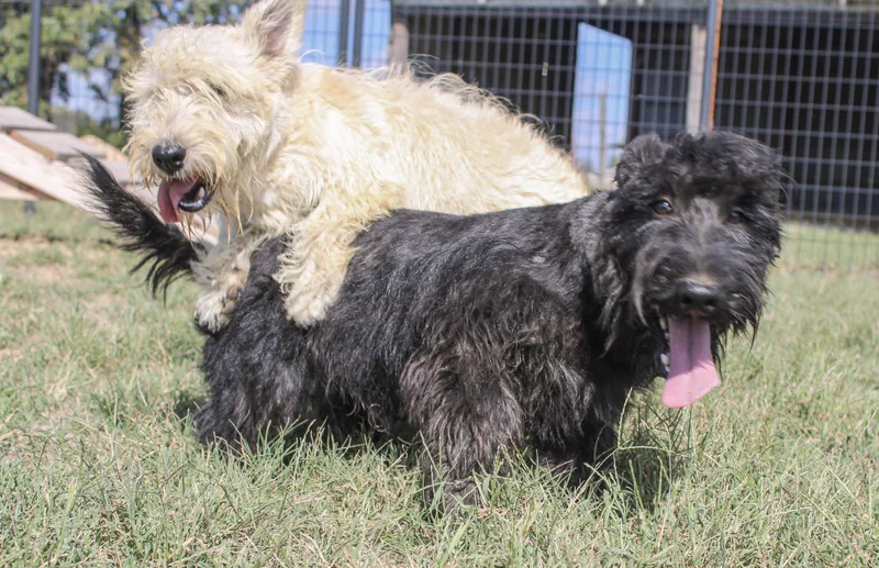 An adult small-sized female Apricot / Beige Scottish Terrier dog named Camille for adoption in Neosho, MO