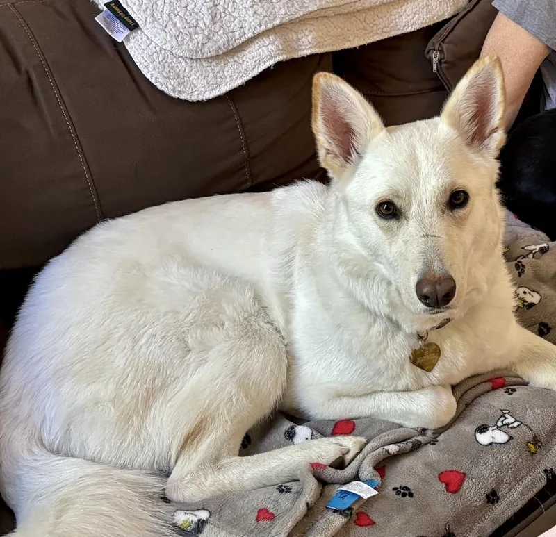 A young large-sized female White / Cream German Shepherd Dog dog named Kira for adoption in Greenlawn, NY