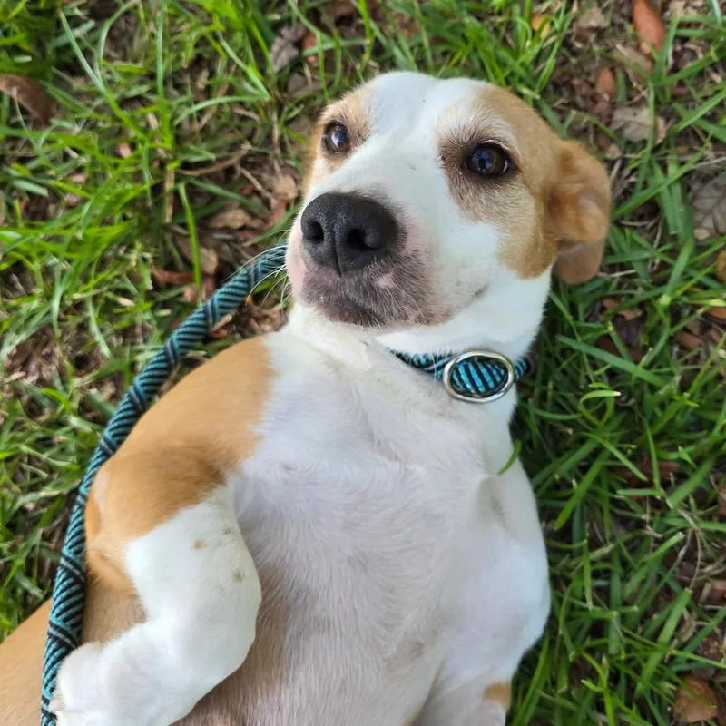 An adult medium-sized female Red / Chestnut / Orange Mixed Breed dog named Bayou for adoption in Williston, FL
