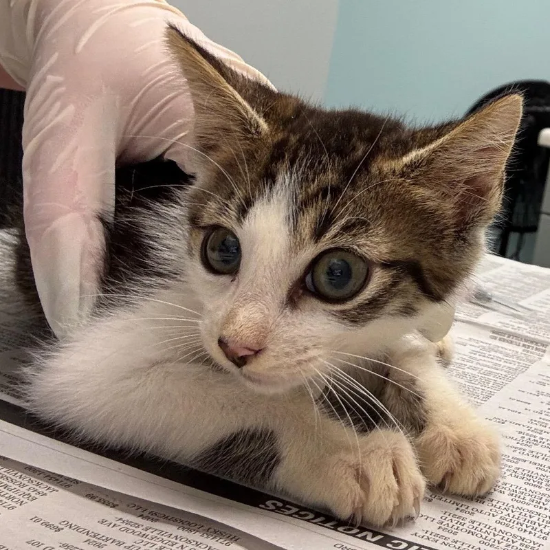 A baby small-sized male Domestic Short Hair cat named Cinnamon Twist for adoption in Jacksonville, FL