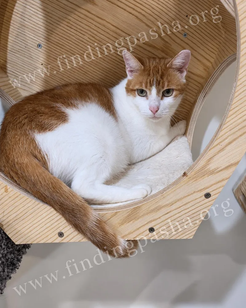 A young small-sized female Domestic Short Hair cat named Monique for adoption in Miami, FL