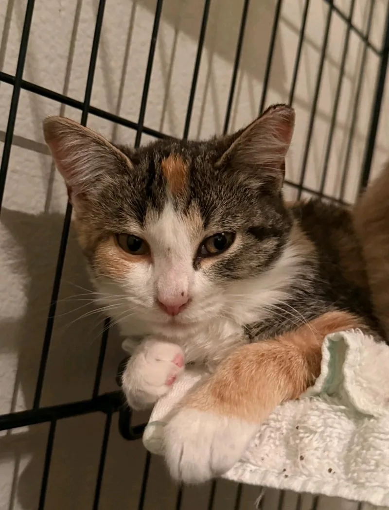 A baby medium-sized female Domestic Medium Hair cat named Boo for adoption in Reno, NV