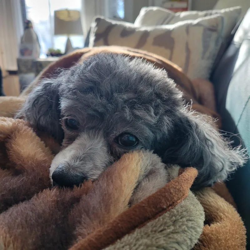 A senior small-sized male Gray / Blue / Silver Miniature Poodle dog named Bijou for adoption in Dover, NH