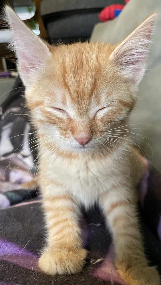 A baby small-sized male Orange & White Domestic Medium Hair cat named Ginkgo for adoption in Chicago, IL
