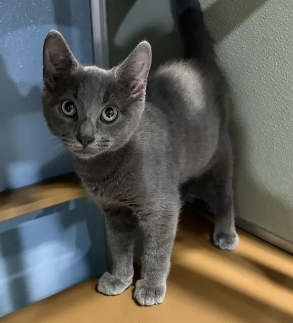 A baby small-sized male Domestic Short Hair cat named Murray for adoption in Westminster, MD