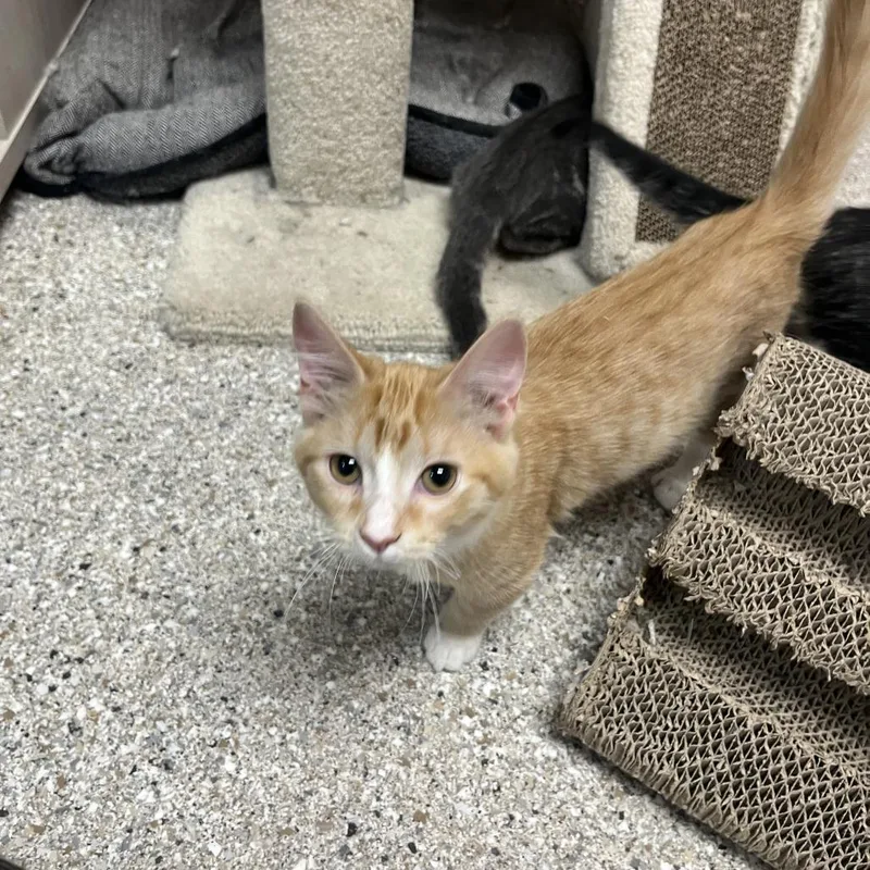 A baby small-sized female Orange / Red Domestic Short Hair cat named Chasm for adoption in Detroit Lakes, MN