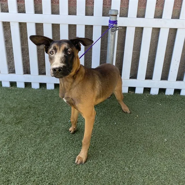 A young large-sized female Belgian Shepherd / Malinois dog named Vianey Arana for adoption in Modesto, CA
