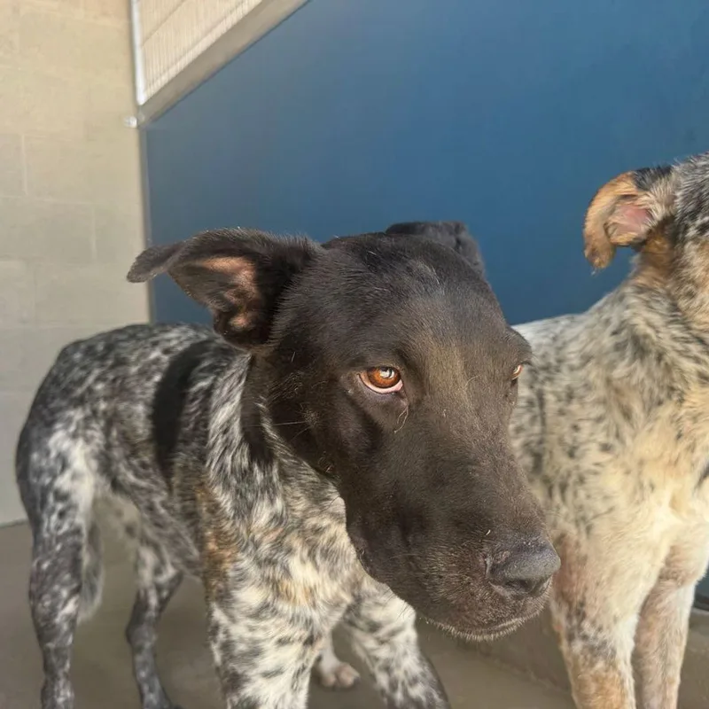 An adult medium-sized female Cattle Dog dog named Dylan for adoption in Kingman, AZ
