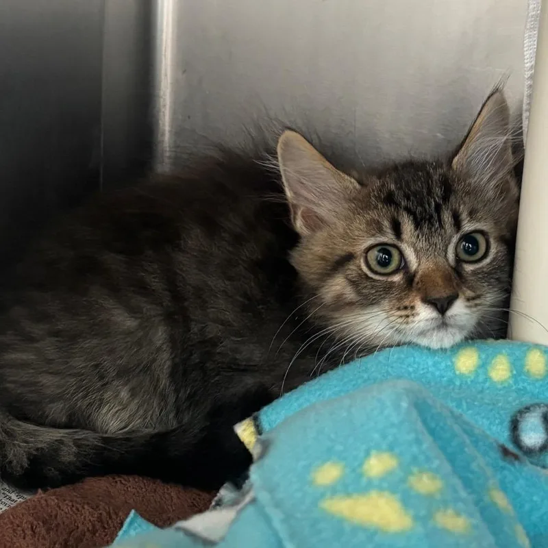 A baby small-sized male Brown / Chocolate Domestic Long Hair cat named Luke for adoption in Springfield, MA