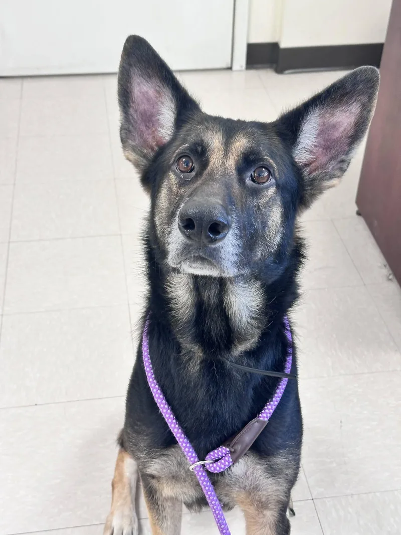 A senior large-sized male Black German Shepherd Dog dog named Zion for adoption in Clayton, NJ