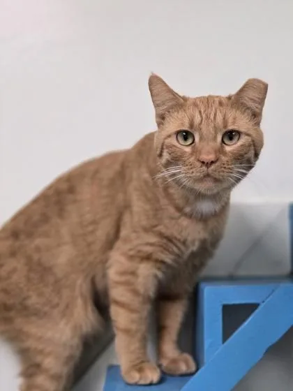 An adult medium-sized male Domestic Short Hair cat named Zulcan for adoption in Batavia, OH