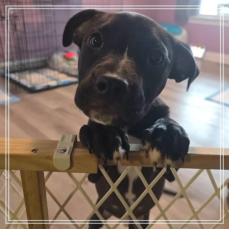 A baby medium-sized male Black American Staffordshire Terrier dog named Gecko for adoption in Monroe, MI