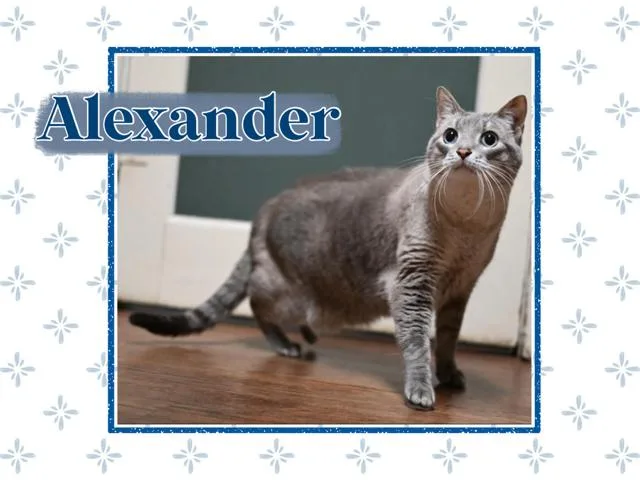 An adult medium-sized male Gray / Blue / Silver Domestic Short Hair cat named Alexander for adoption in Kearney, NE