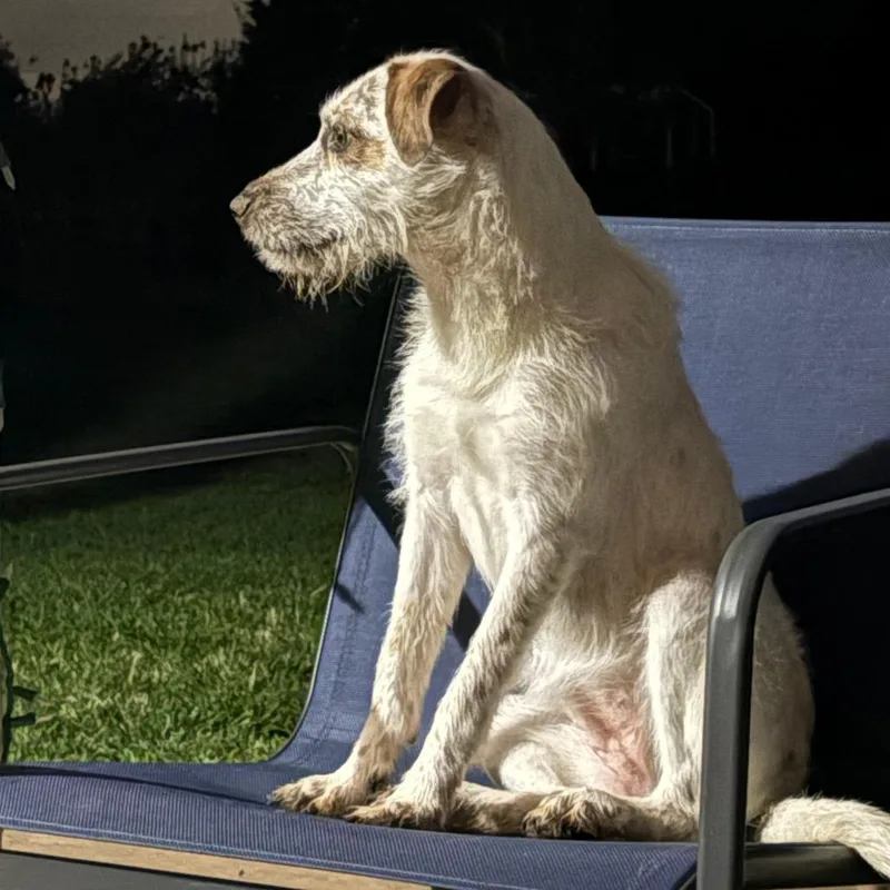 An adult medium-sized female White / Cream Mixed Breed dog named Splenda for adoption in Tulsa, OK
