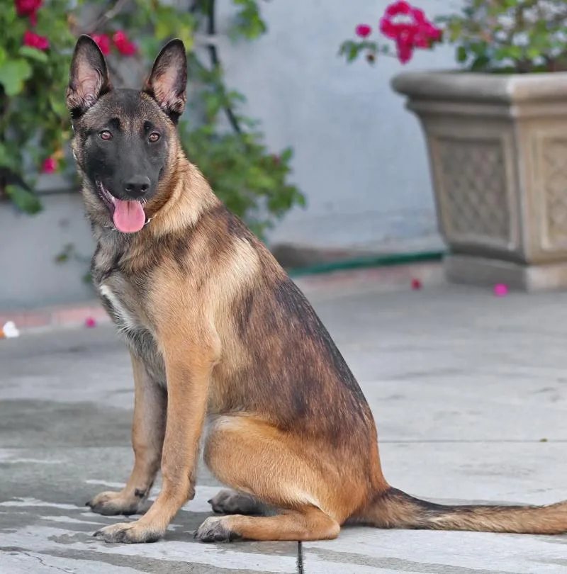 A young large-sized female Sable German Shepherd Dog dog named Sakura von Saalfeld for adoption in Los Angeles, CA