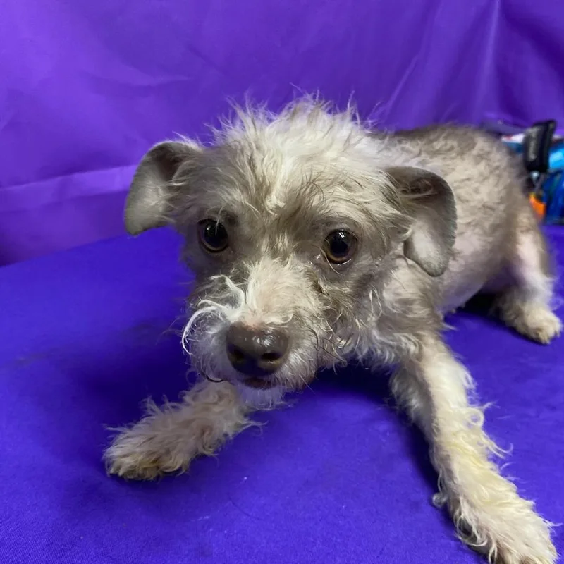 An adult small-sized female Gray / Blue / Silver Terrier dog named Opal for adoption in North Myrtle Beach, SC