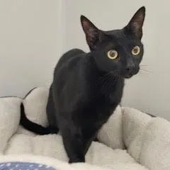 A baby medium-sized female Black Domestic Short Hair cat named Stevie for adoption in Green Valley, AZ