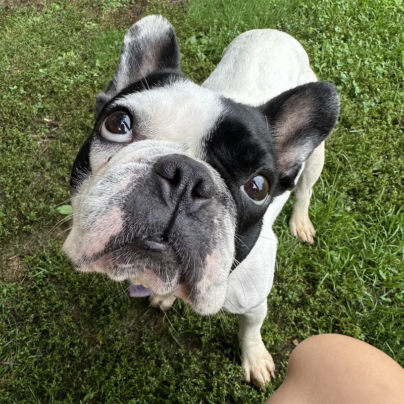 An adult small-sized female Black Boston Terrier dog named Tinkerbell for adoption in Myerstown, PA