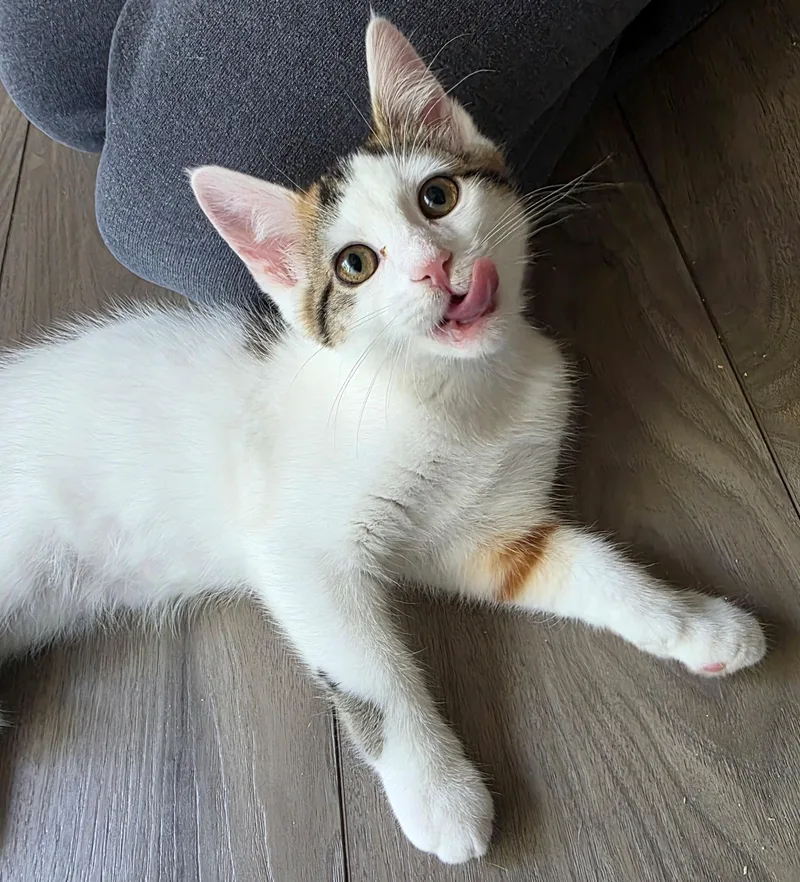 A baby medium-sized female Calico Domestic Short Hair cat named Karai for adoption in Cincinnati, OH