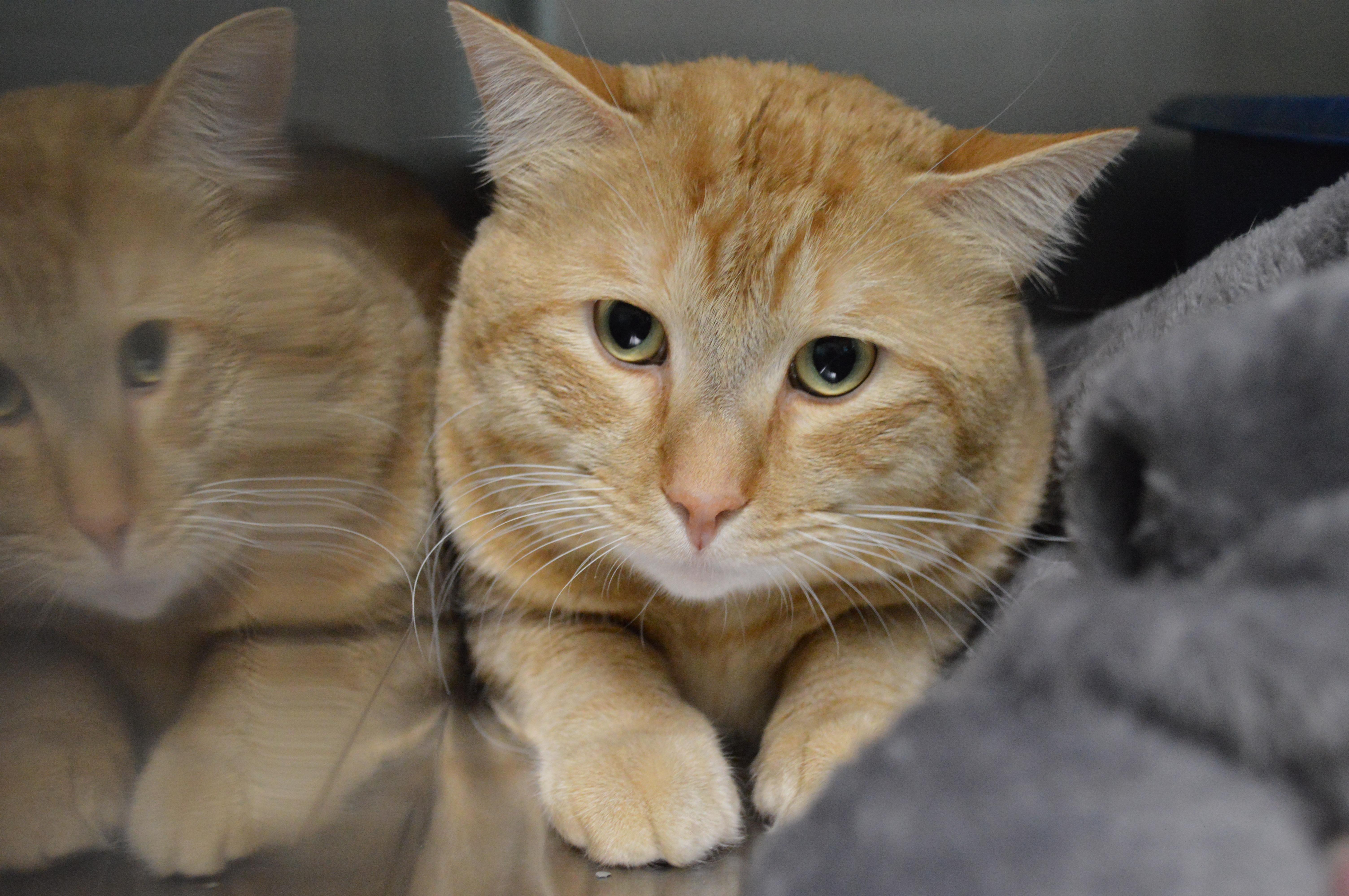 A young large-sized male Orange / Red Domestic Short Hair cat named Slice for adoption in House Springs, MO