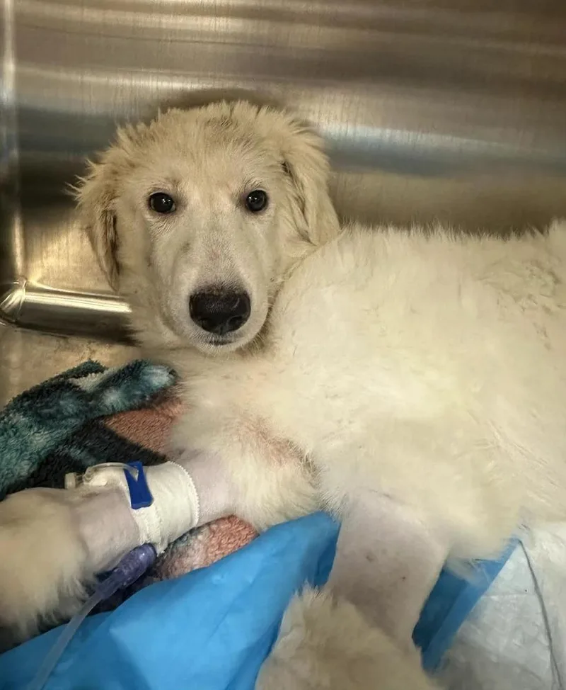 A baby medium-sized female White / Cream Great Pyrenees dog named Charmeine for adoption in Lakeland, FL