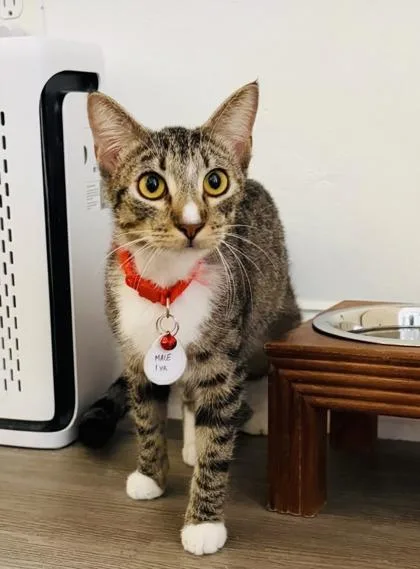 An adult medium-sized male Domestic Short Hair cat named Axel for adoption in Savannah, GA