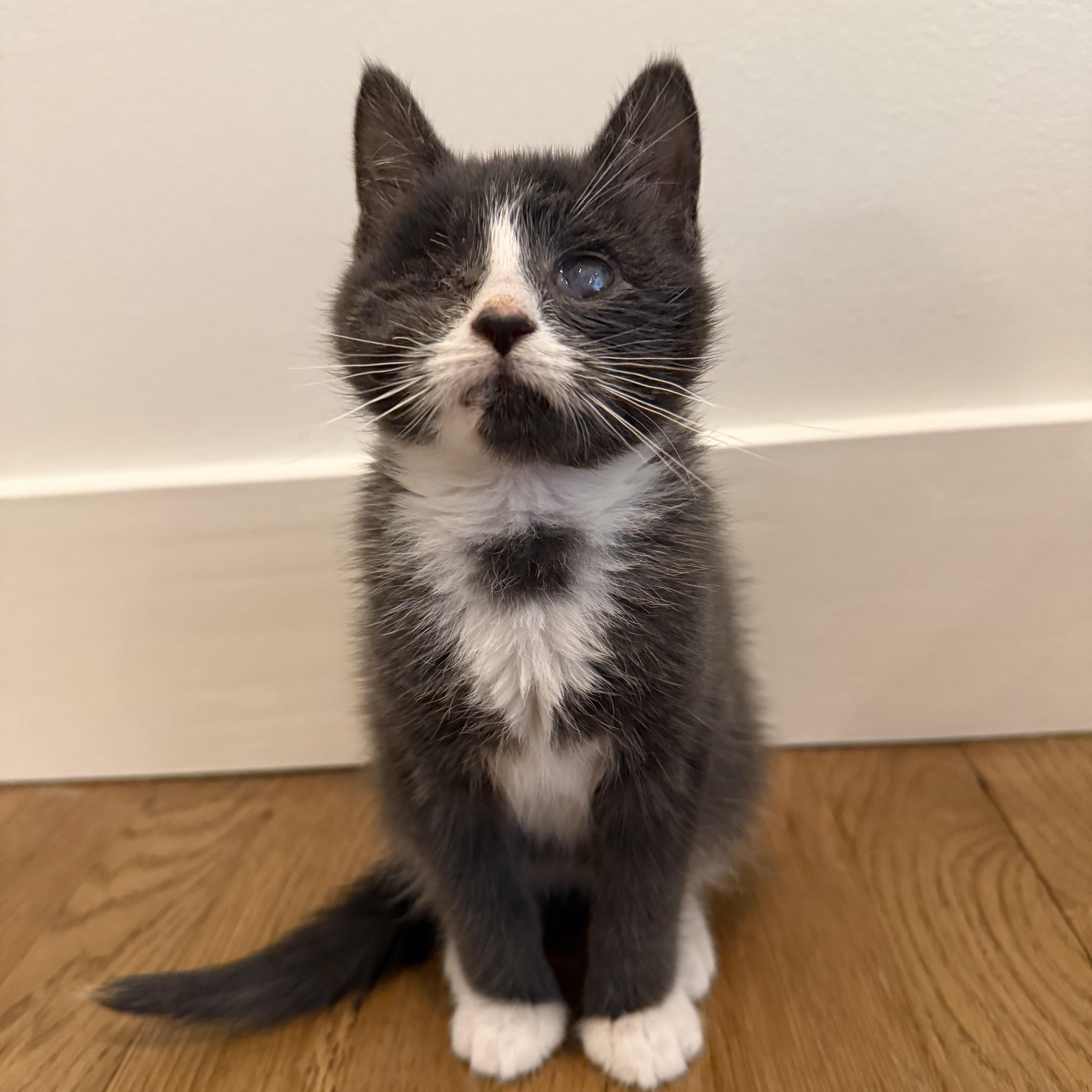 A baby medium-sized male Gray & White Domestic Short Hair cat named Whisp for adoption in Nutley, NJ