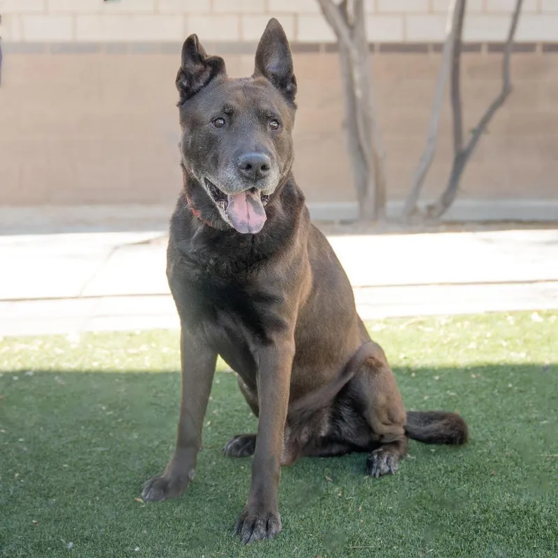 A senior large-sized male Black Labrador Retriever dog named Zuzu for adoption in Branford, CT