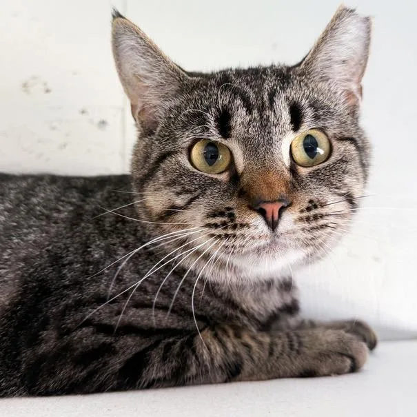 An adult medium-sized male Brown / Chocolate Domestic Short Hair cat named Zephyr for adoption in Kennebunk, ME