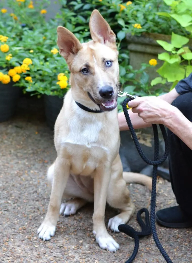A young medium-sized female German Shepherd Dog dog named Honey for adoption in Germantown, TN
