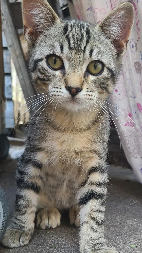 A baby small-sized male Domestic Short Hair cat named Jelly Bean for adoption in Ogden, UT