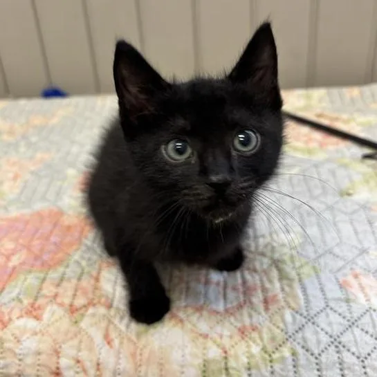 A baby small-sized male Black Domestic Short Hair cat named Cyrus for adoption in Long Beach, CA
